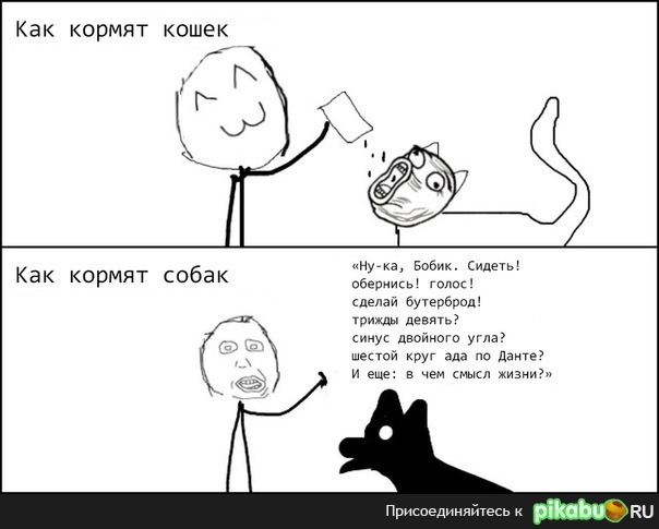 Как кормят кошек и собак ) | Пикабу