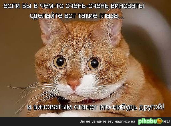 Хитрая рыжая м...)