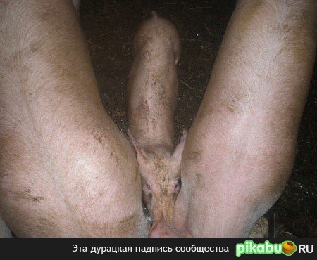 Свинья