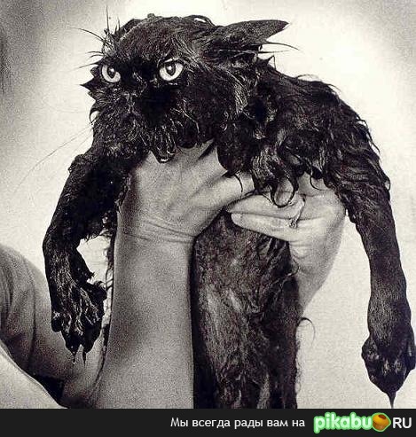 Мысли мокрого кота.