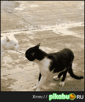 ��� ��������..