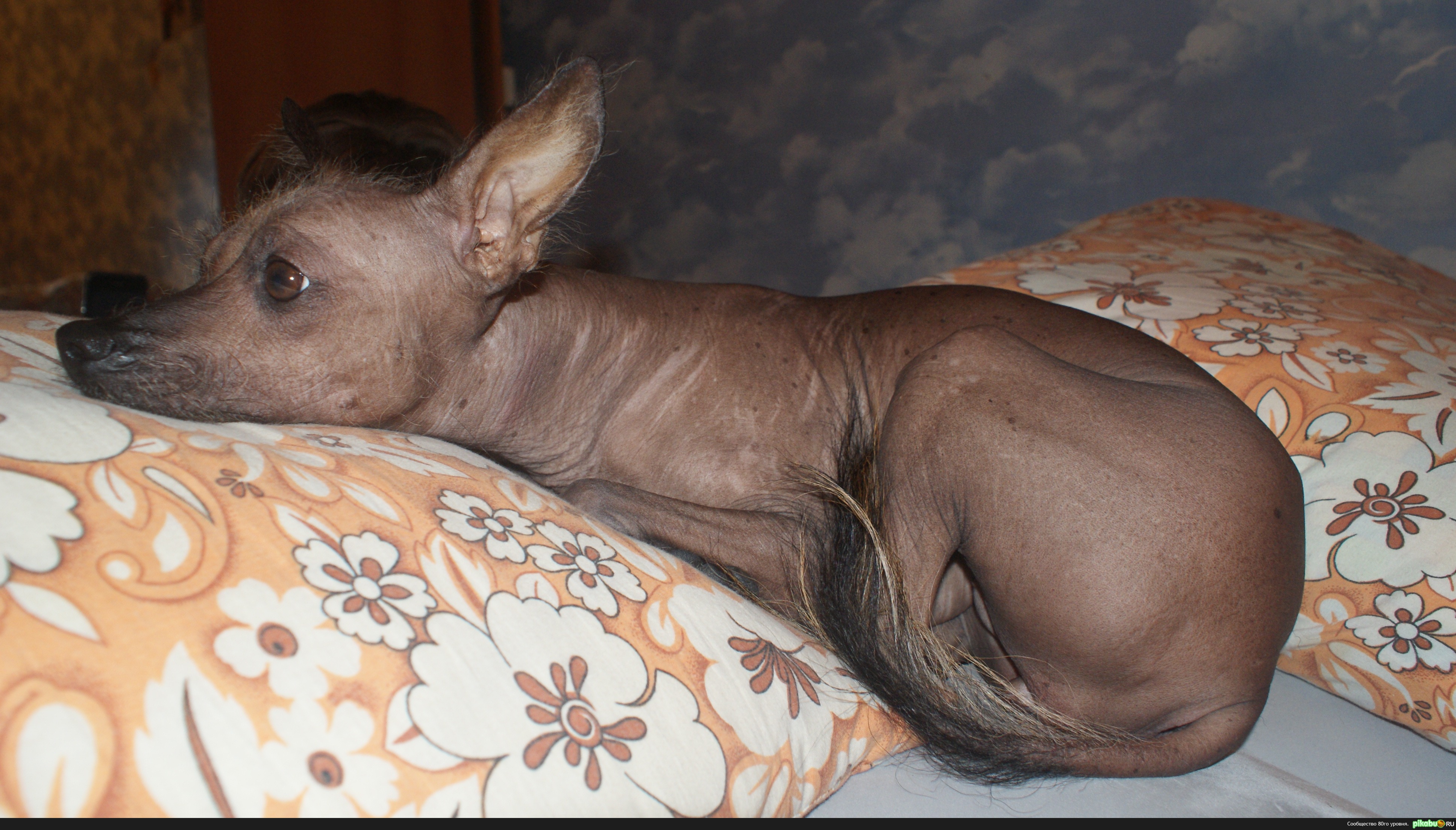 Моя любимая Собачурка)))))))