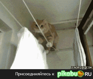��� �������