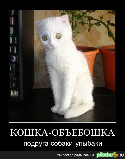 Кошка-объебошка :)