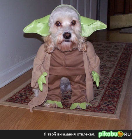Yoda