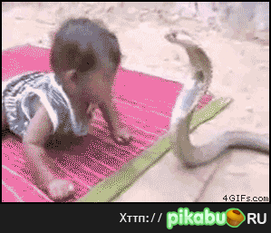 girl vs cobra