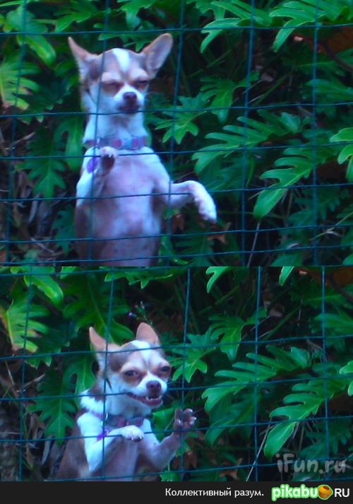 �����-�� ��� ��������������