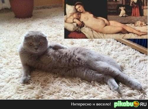 Шотландская вислоухая натурщица