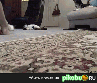 ��� ������� ))