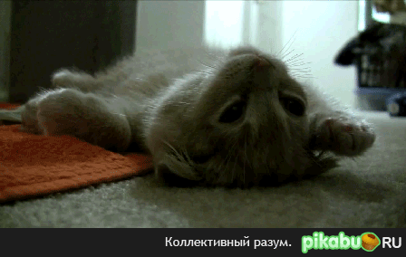 �������� ��� )