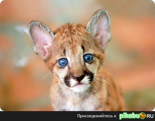 Маленький "пумёнок"