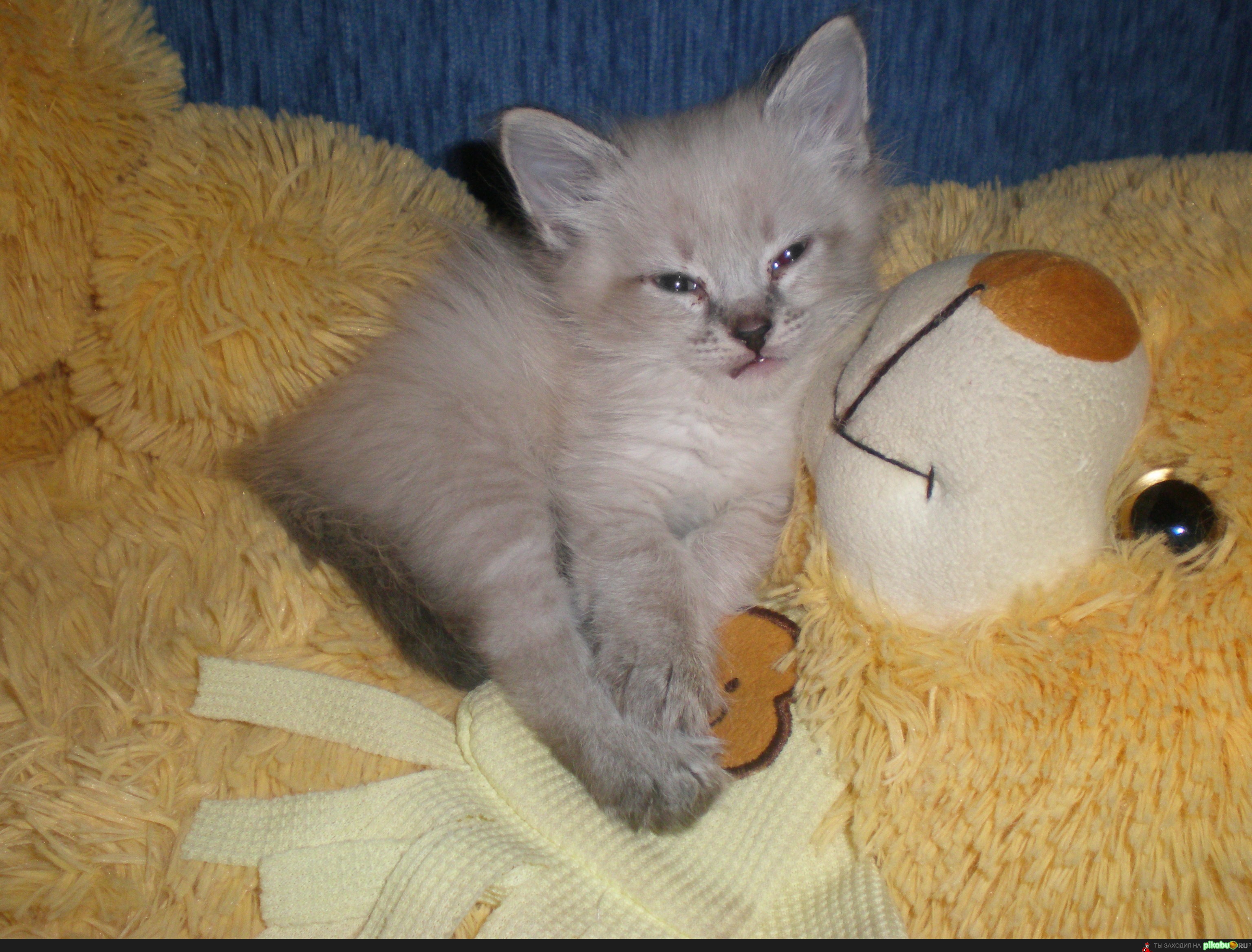 ������ ���������� ���� ��� ��� ���������...