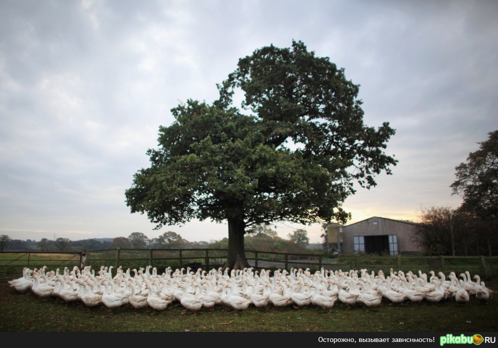 ���� �����, �������� �����, ��������������.