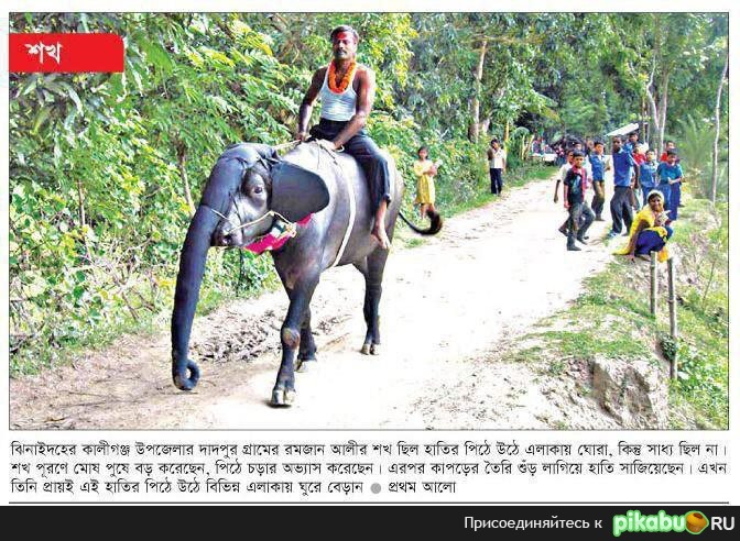 Такие вот в индии слоны