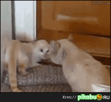 ������ ����