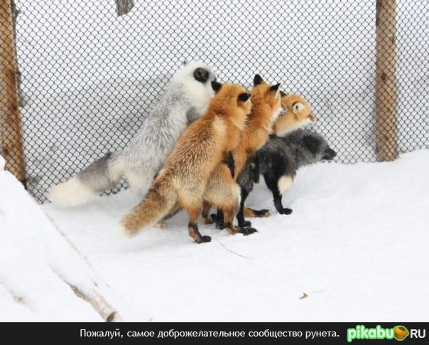 возможно политика :)