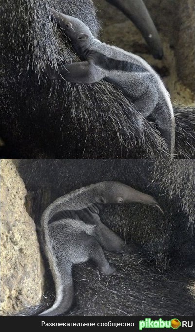 Новорожденный муравьед.