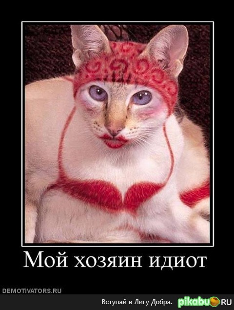 Мой хозяин идиот!