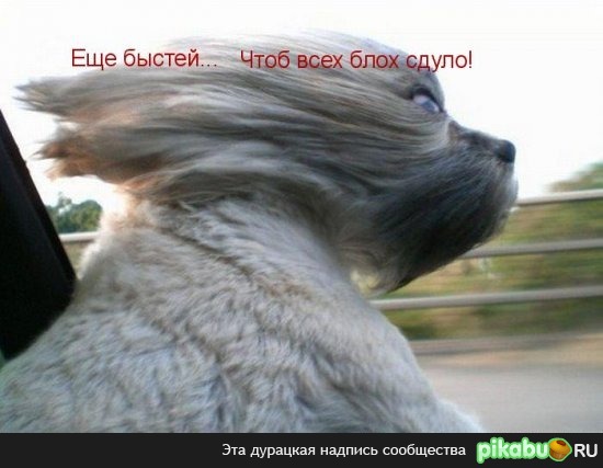 Против блох!