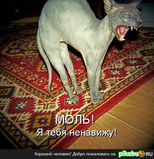 Молиненавистник...