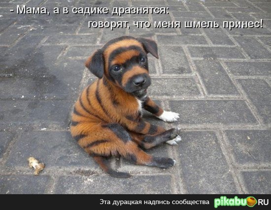 Полосатый песик...