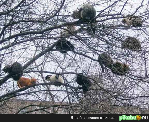 Котэ дерево