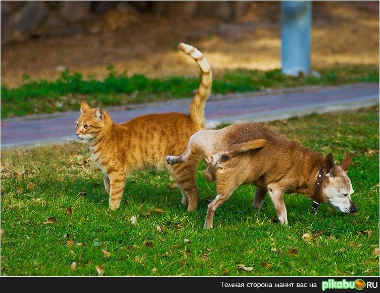 С этого война и началась...