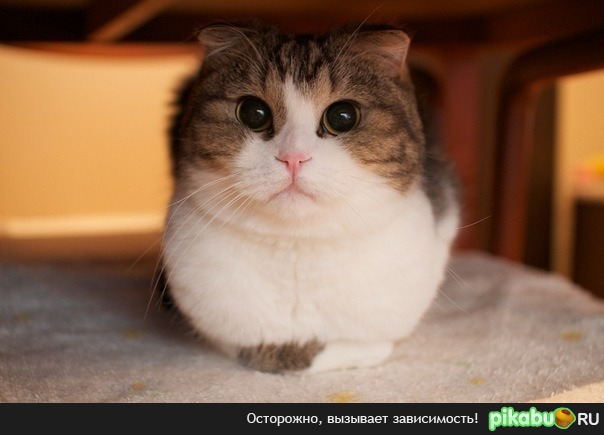 Осторожно котэ