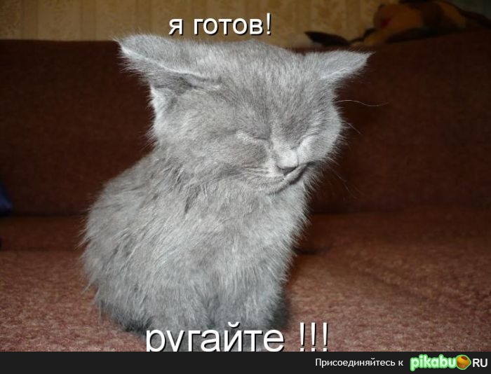 Всегда готов ругать котов...