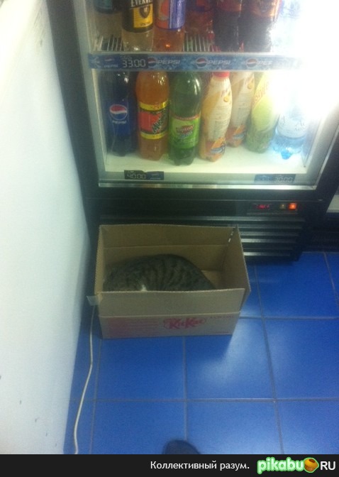 ����� ���-��� ���, � ����� ��������. ��������� ����� � ��������� �����������.