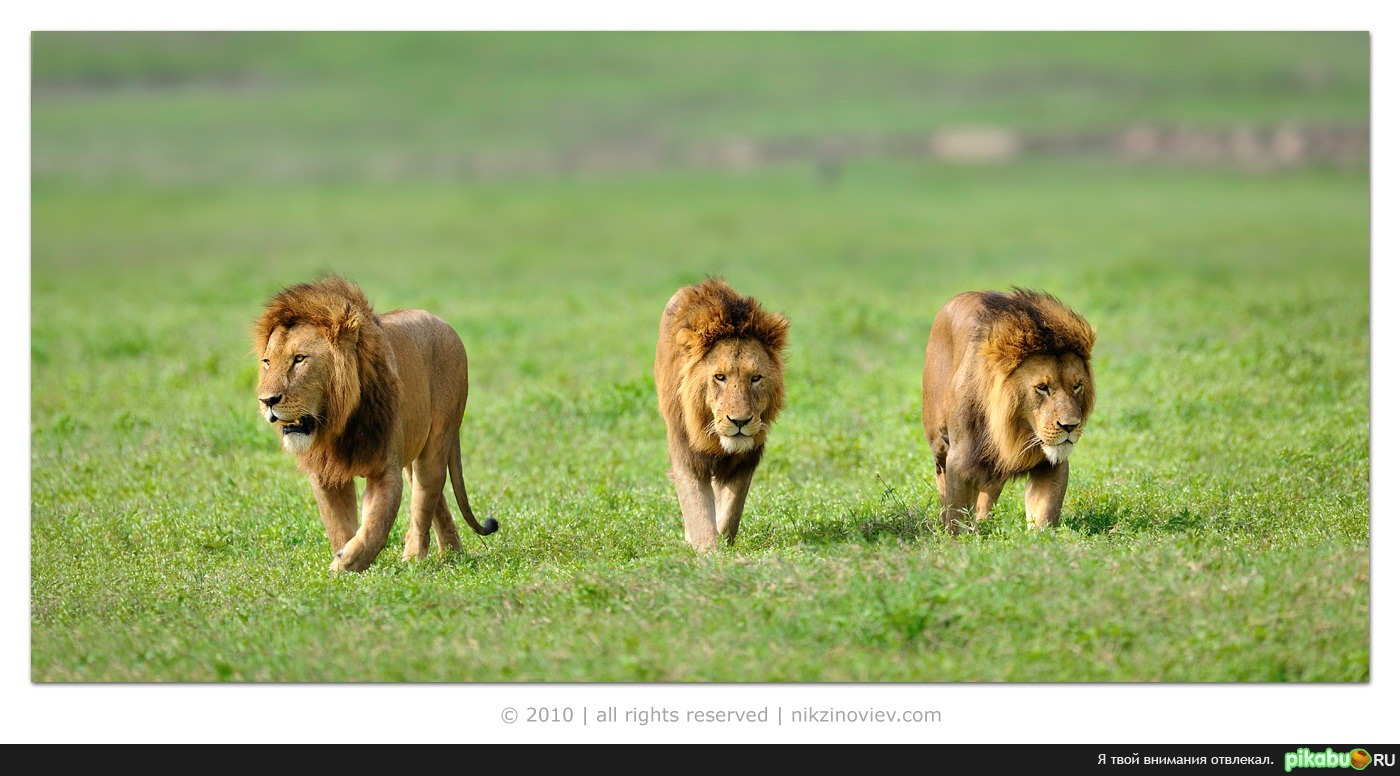 А кто не спрятался... | Пикабу