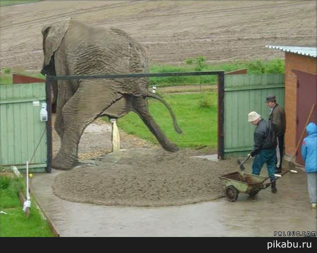 Доставка навоза. Партия от одного слона.