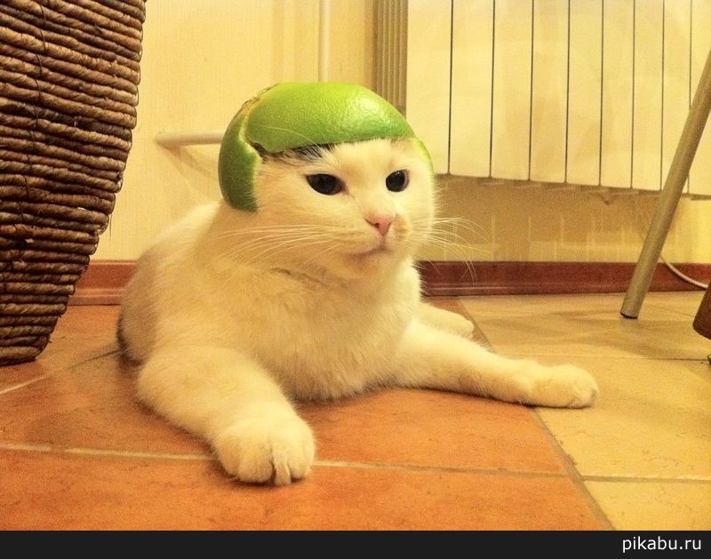 ����-����������