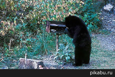 Bear Grills