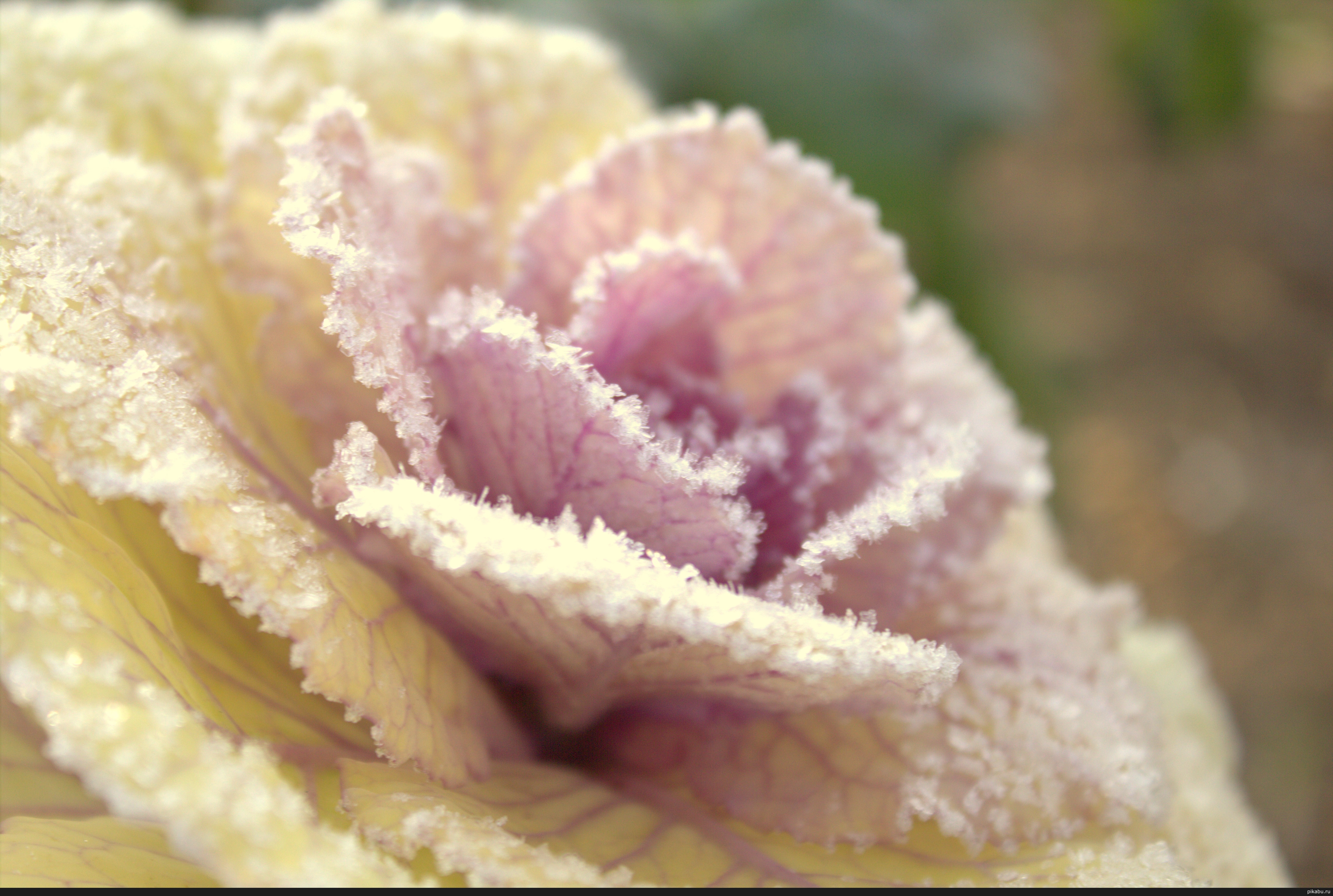 Декоративная капуста