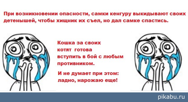 Кошка vs Кенгуру | Пикабу