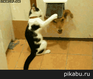 Как это без ёлки ??? ну-ка дуй обратно..в лес!!!