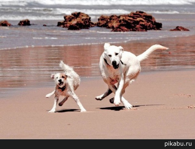 Насмотрелись на крабов.