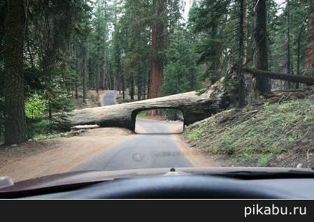   California's Sequoia National Park ()