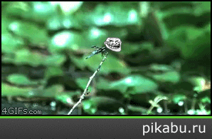 �������� �����!)