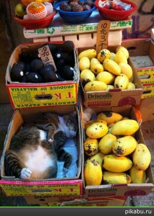 Отдам кота в хорошие руки!