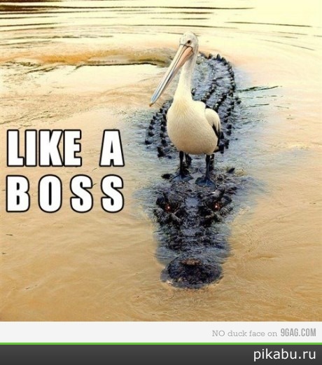 "Like a BOSS!"