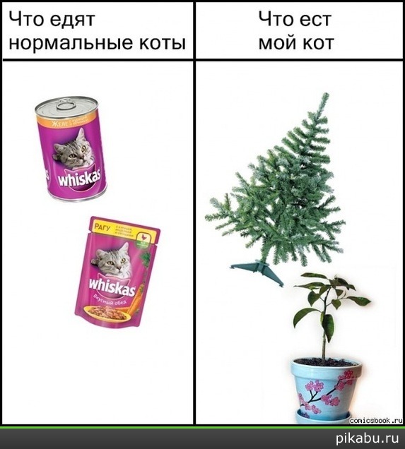 Что едят нормальные коты ... | Пикабу
