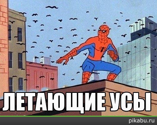 усы? | Пикабу