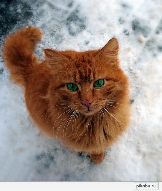 Зеленоглазая Красавица