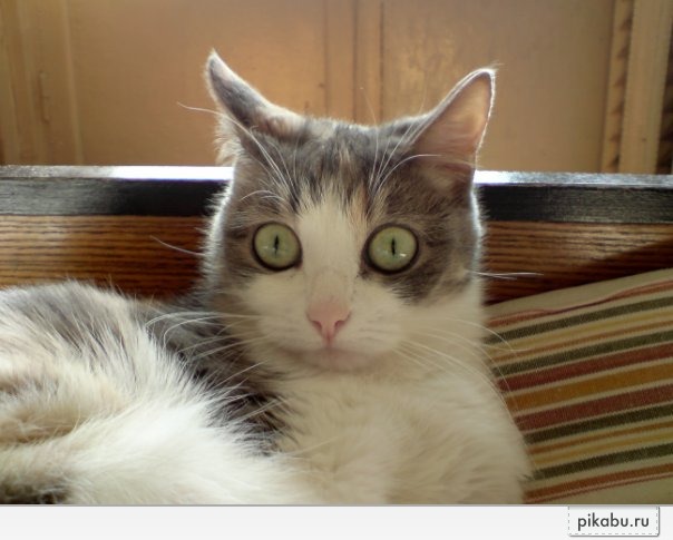 ������� ������