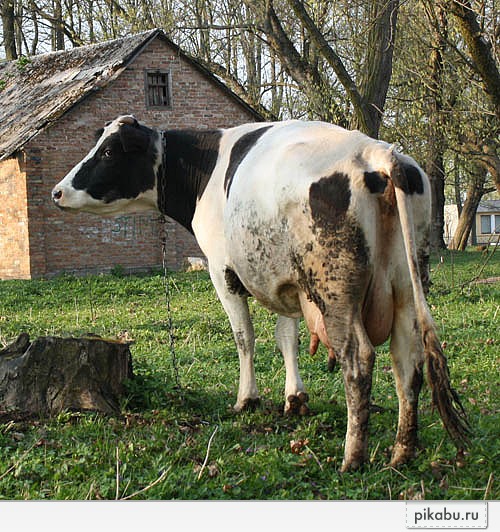 ������! ������� ����� ����� �� ����� ������ � ��������� ���?