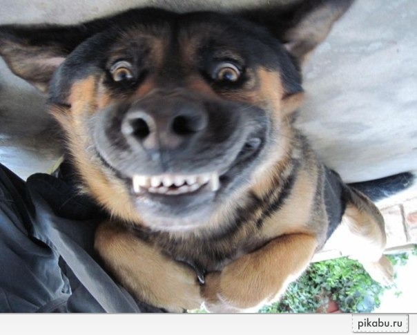 Собака-злобака