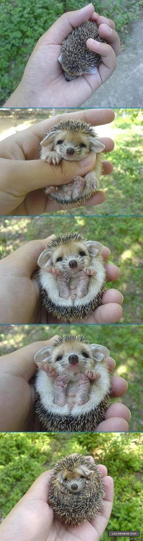 ������ �����