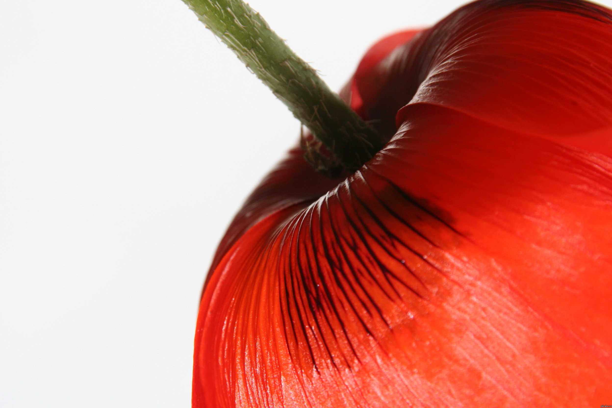 Кто угадает что это? Снимал летом на даче :)